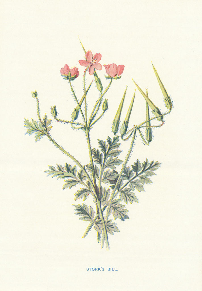 Stork's-Bill. Wild Flowers by Frederick Edward Hulme c1895 old antique print
